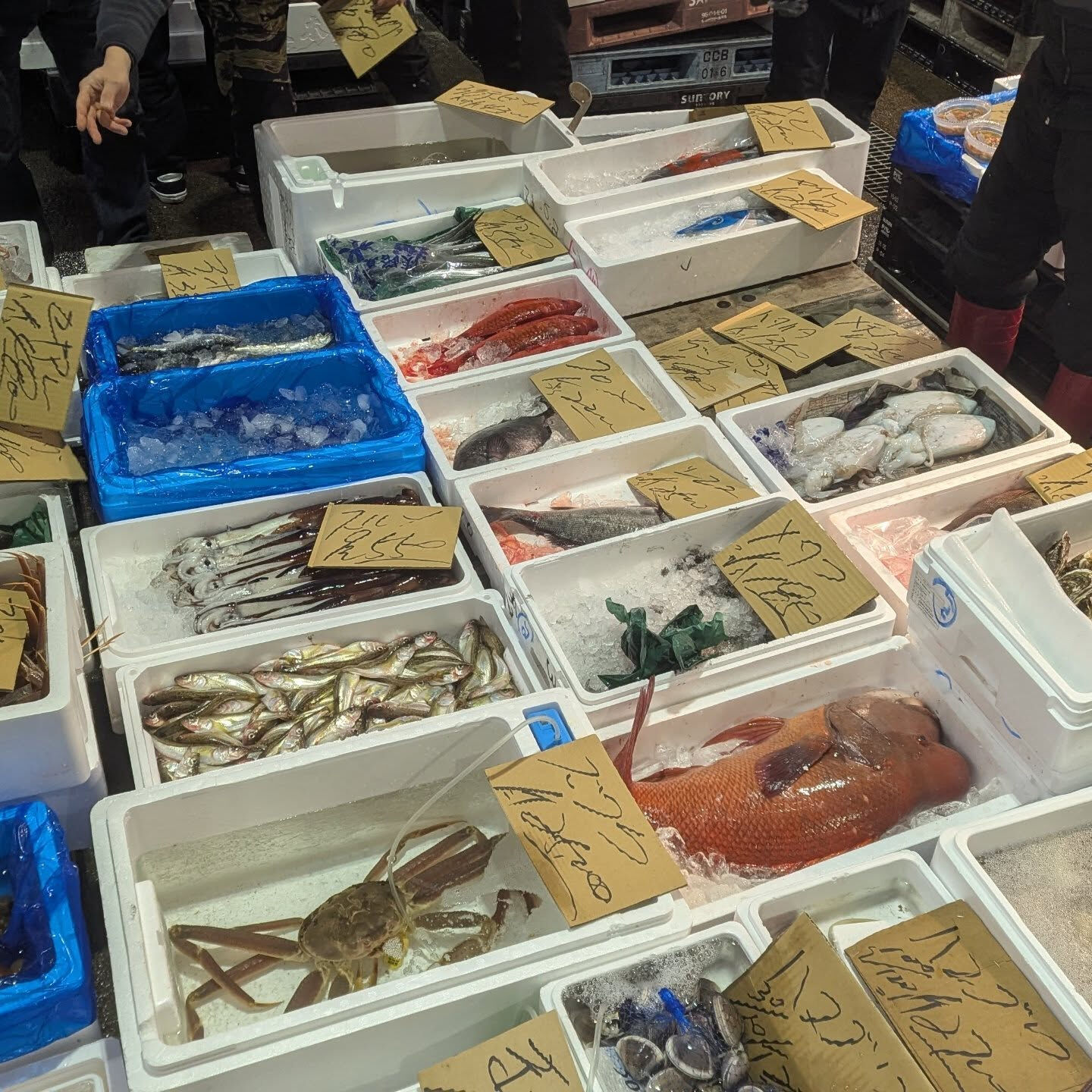 市場はこんな感じで魚が並んでます、 