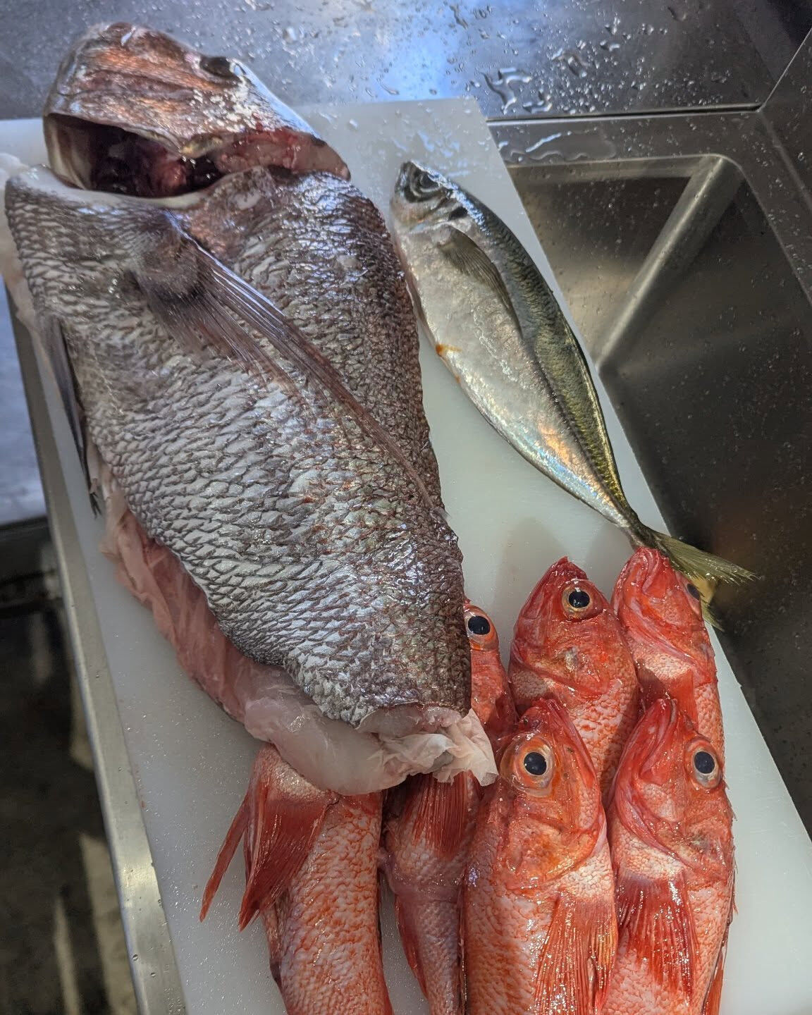 今日のランチサラダのお魚は3.5キロの天然真鯛です！