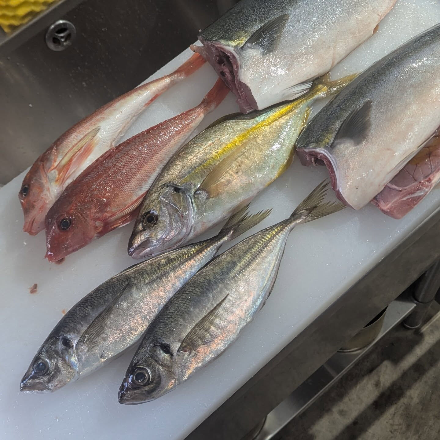今日仕入れた魚はこんな感じです、